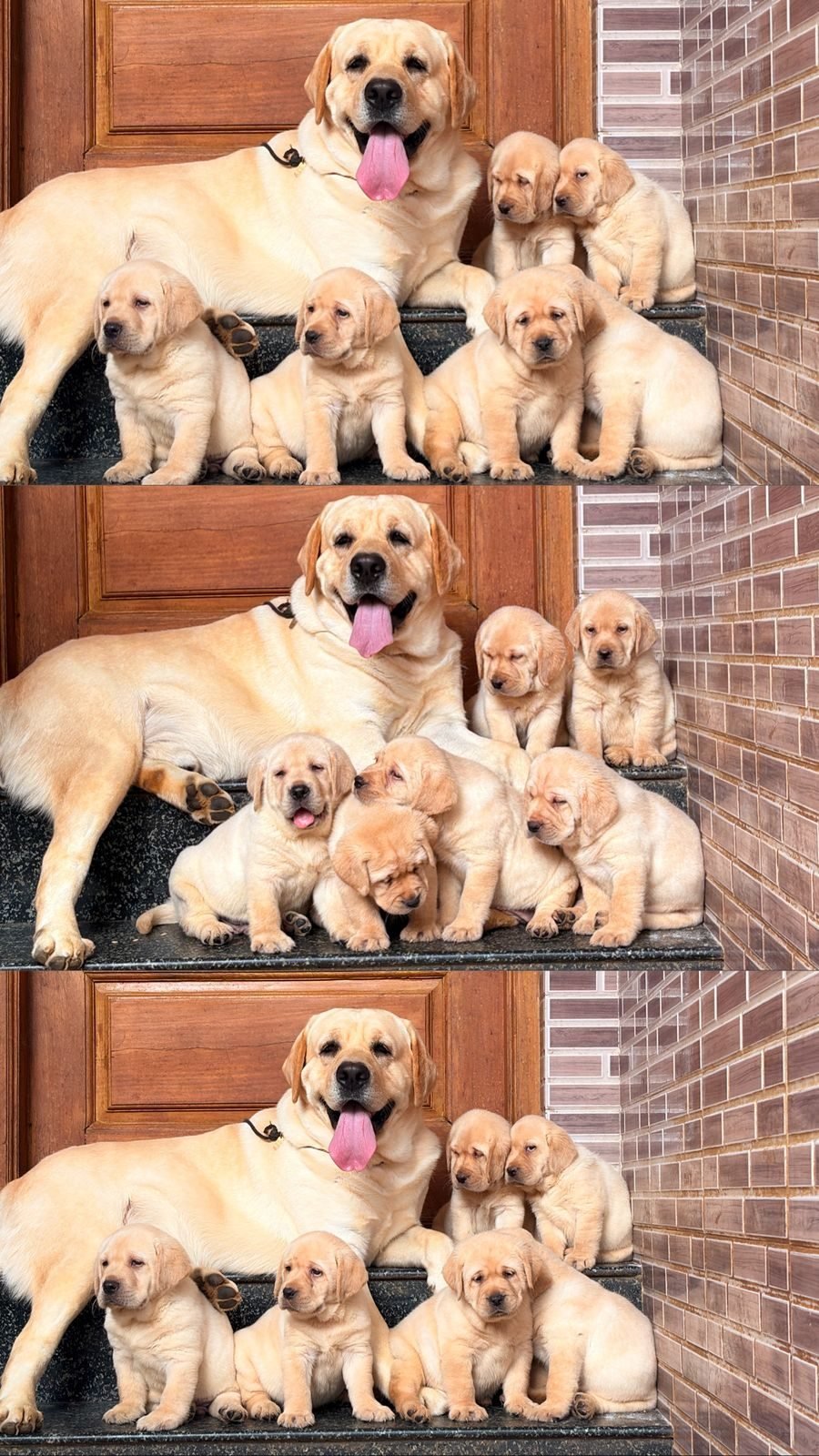 Labrador mother with her litter on the front step